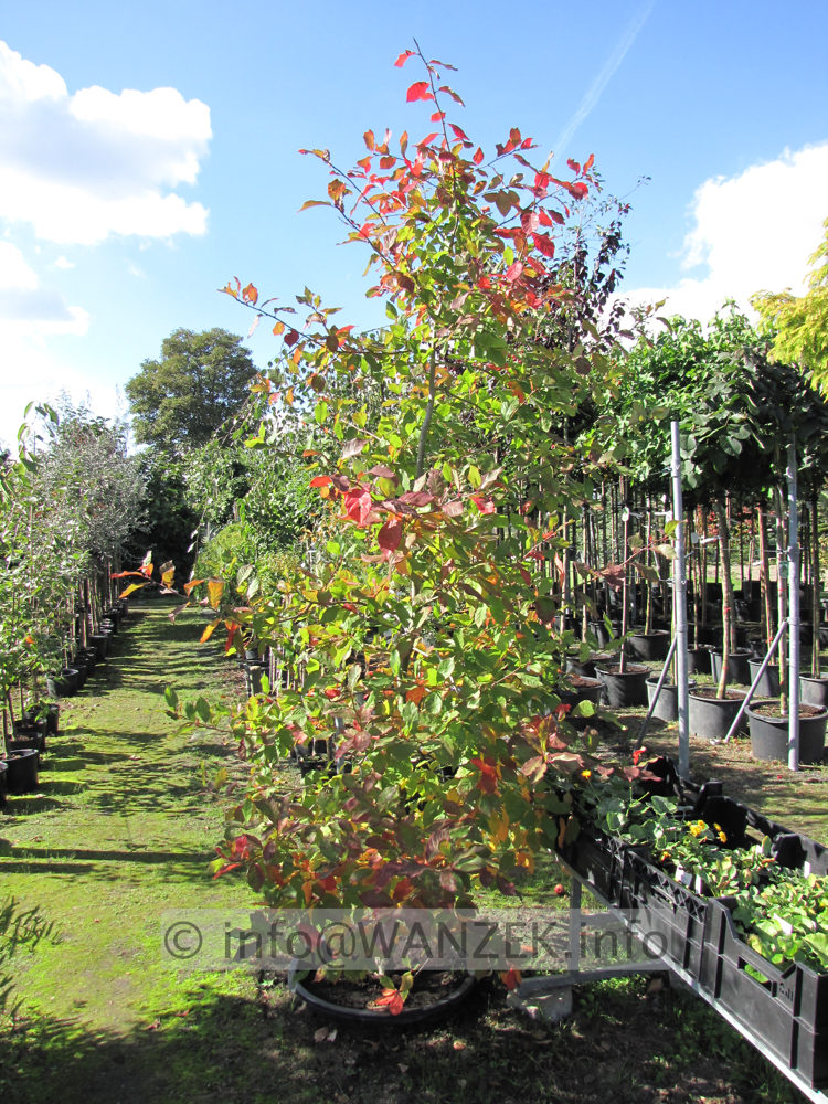 Nyssa sylvatica beginnende Faerbung.JPG